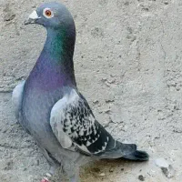 کبوتر پلاکی