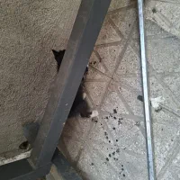 واگزاری بچه گربه رایگان