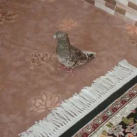 کفتر نر