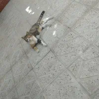 گربه|گربه|بجنورد, |دیوار