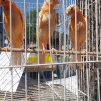 قناری نر بخوان اصل تبریز