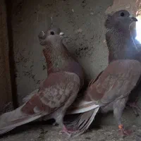 کفتر سرخ دمگیر