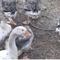 غاز جوان