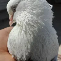 کبوتردمبی