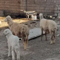 حمیدیه
