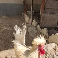 دو عدد خروس