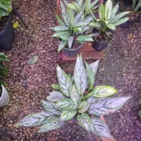 گل و گیاه آگلونما رسمی