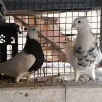 کبوترطوقی