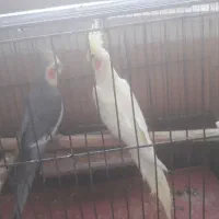 عروس هلندی مولد