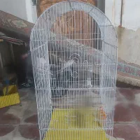 قفس پرنده