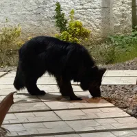 ژرمن بلک ماده