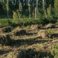 یونجه باغی