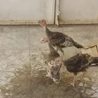 فروش جوجه چهار ماهه بوقلمون