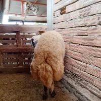 قوچ|حیوانات مزرعه|بندر ترکمن, |دیوار