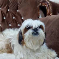 سگ شیتزو عروسکی