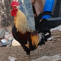 مرغ خروس لری