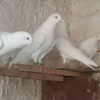 سفید بمبهی و سیاه