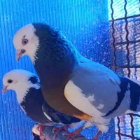 یه تعداد کفتر ابلغ و شازده بعدظهری