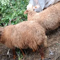 دو عدد گوسفند ماده بره ماده