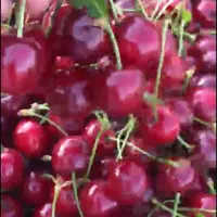 البالو گوشواره ای تناژ بالا
