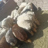 کره و بره قیمت کره 580 قیمت بره 640