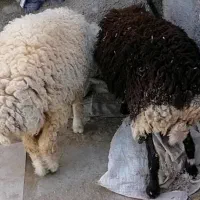 دوتا بره چاق ویکساله