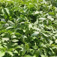 بذر گوجه نهال