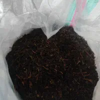 چای خشک بهاره