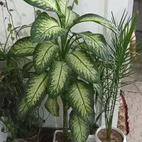 کانی دینار شماره تماس