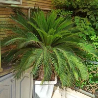 گل سیکاس ویوکا خیلی خیلی خیلی بزرگ