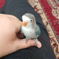 کوتوله و دو عدد عروس هلندی نر با لوازم