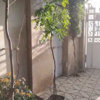فروش نهال‌های زینتی و خوراکی