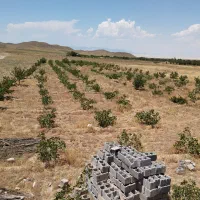 فروش باغ پسته