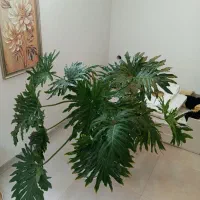 برگ انجیری مانستر بزرگ