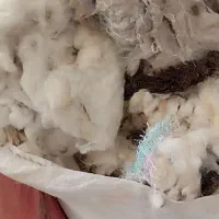 پشم بره