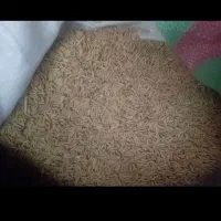 بزرشالی فجر یک دست پاش زده30کیلو