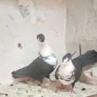 کفتر