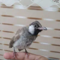 جوجه قناری