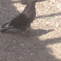 باسلام خدمت همه عشق بازان عزیز