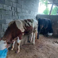 گاونر چاق مناسب قربانی