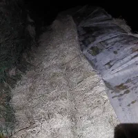 سرچینا درجه یک خشک