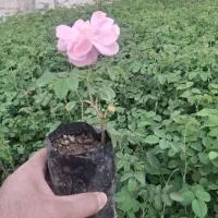 فروش نهال گل محمدی کاشان