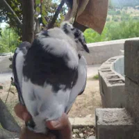 کبوتر دوکت پنگوئنی     وموشی