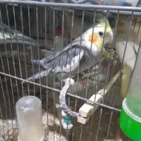 عروس هلندی یک جفت کاملا سالم