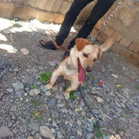 سگ نر فروشی یا معاوضه