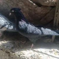 کفتر زاغ