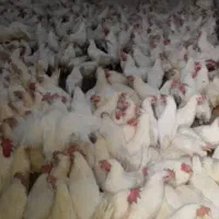 مرغ تخم گذار 350تومان