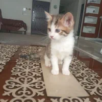 واگذاری بچه گربه