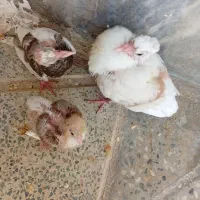 کفتر اسباب بازی