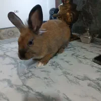 خرگوش